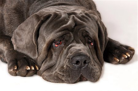 Neapolitan Mastiff with sad face Photographie de stock - Premium Libres de Droits, Code: 649-07065226