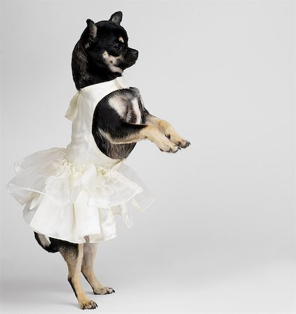 Chihuahua in dress dancing Stock Photo - Premium Royalty-Free, Code: 649-07065222