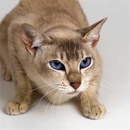 defensive - Tonkinese Blue Eyed Caramel crouching Stock Photo - Premium Royalty-Free, Code: 649-07065230