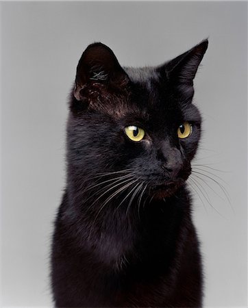 Black cat looking away Stock Photo - Premium Royalty-Free, Code: 649-07065252