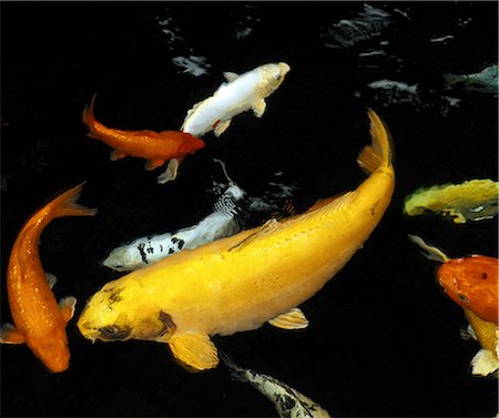 fish school - Koi Carp Stock Photo - Premium Royalty-Free, Code: 649-07065272