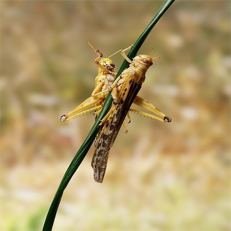 devastation - Desert Locusts on twig Stock Photo - Premium Royalty-Free, Code: 649-07065305