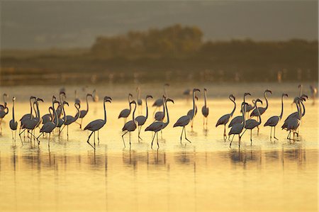 Large group of flamingos, Oristano Region in Sardinia, Italy Stock Photo - Premium Royalty-Free, Code: 649-07063202