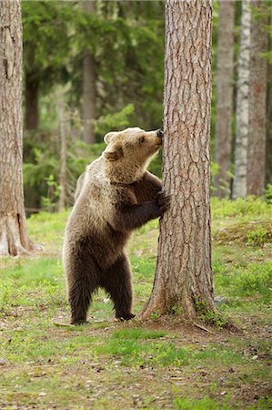 Brown bear behind tree, Taiga Forest, Finland Foto de stock - Sin royalties Premium, Código: 649-07118551