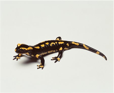 salamander - Fire Salamander, studio shot Stock Photo - Premium Royalty-Free, Code: 649-07118992
