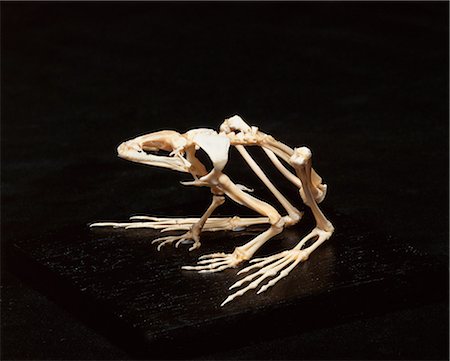 frog - Frog skeleton, studio shot Foto de stock - Sin royalties Premium, Código: 649-07119004