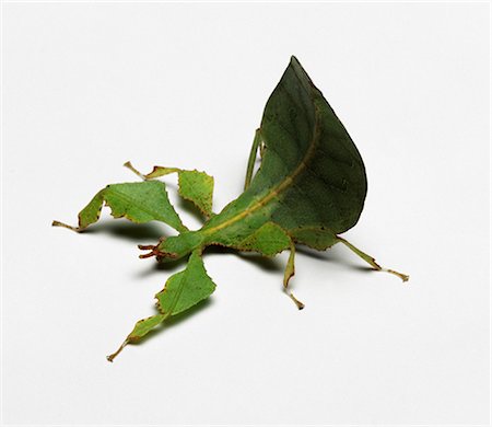 Leaf Insect, studio shot Photographie de stock - Premium Libres de Droits, Code: 649-07119003