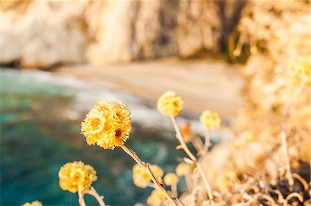 flowers greece - Flowers at Seitani Bay, Samos, Greece Stock Photo - Premium Royalty-Free, Code: 649-07238669