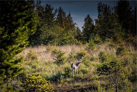 Deer in forest clearing, Lapland, Sweden Stock Photo - Premium Royalty-Free, Code: 649-07239800