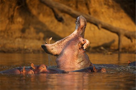 Hippopotamus yawning in waterhole, Zimbabwe, Africa Stock Photo - Premium Royalty-Free, Code: 649-07279793