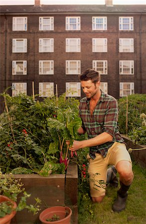 Mid adult man harvesting vegetables on council estate allotment Stock Photo - Premium Royalty-Free, Code: 649-07280542