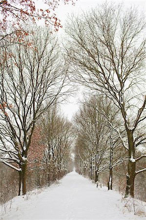 simsearch:649-07437947,k - Avenue of trees in winter Stock Photo - Premium Royalty-Free, Code: 649-07437938