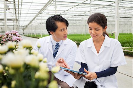 Man and woman with rows of plants growing in greenhouse Stockbilder - Premium RF Lizenzfrei, Bildnummer: 649-07438020