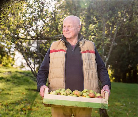 farm images of happy people - Senior man carrying crate of apples Stock Photo - Premium Royalty-Free, Code: 649-07520196