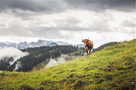 Lone cow and distant mountains, Archensee, Tyrol, Austria Stock Photo - Premium Royalty-Free, Code: 649-07520481