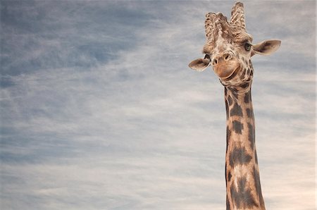 Close up portrait of giraffe Stock Photo - Premium Royalty-Free, Code: 649-07520540