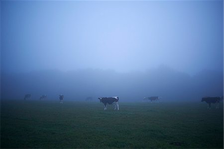 simsearch:649-07560533,k - Misty field with grazing cows Stock Photo - Premium Royalty-Free, Code: 649-07559801