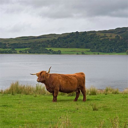simsearch:649-07560533,k - Highland Cow, Scotland Photographie de stock - Premium Libres de Droits, Code: 649-07560532