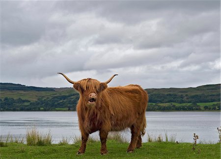 simsearch:649-07560533,k - Highland Cow, Scotland Photographie de stock - Premium Libres de Droits, Code: 649-07560533