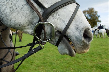 side view of horse head - Close up cropped shot of horse and bridle Stock Photo - Premium Royalty-Free, Code: 649-07585052