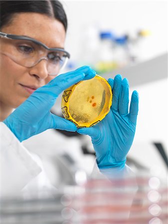 simsearch:649-07585094,k - Close up of female scientist viewing cultures growing in petri dishes with a biohazard tape on in a microbiology lab Stock Photo - Premium Royalty-Free, Code: 649-07585096