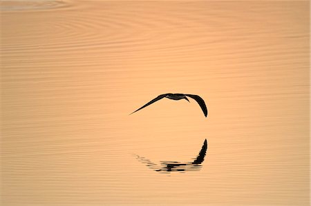 silhouettes birds - African skimmer  (Rhynchops flavirostris) - flying over the Zambezi River at sunset, Mana Pools National Park, Zimbabwe Stock Photo - Premium Royalty-Free, Code: 649-07585115