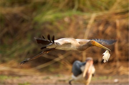 Juvenile Yellow-billed stork - Mycteria ibis, Mana Pools National Park, Zimbabwe Stock Photo - Premium Royalty-Free, Code: 649-07585117