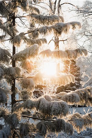 finland winter - Sun shining through snow-covered trees Stock Photo - Premium Royalty-Free, Code: 649-07585211