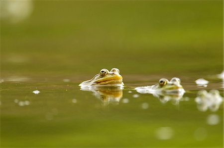 reproduction - Mating frogs in water, Danube Delta, Romania Stock Photo - Premium Royalty-Free, Code: 649-07596457