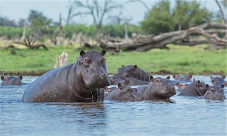 Hippos  (Hippopotamus amphibius) in water Stock Photo - Premium Royalty-Free, Code: 649-07596539