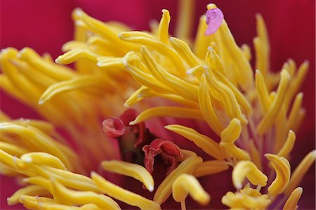 simsearch:649-07648640,k - Close up of pink petaled flowerhead with yellow stamen Stock Photo - Premium Royalty-Free, Code: 649-07648628