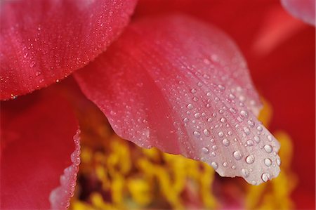 simsearch:649-07648640,k - Macro photography of pink petaled flower with dew drops Stock Photo - Premium Royalty-Free, Code: 649-07648640