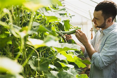 Gardener working in greenhouse Stock Photo - Premium Royalty-Free, Code: 649-07803540