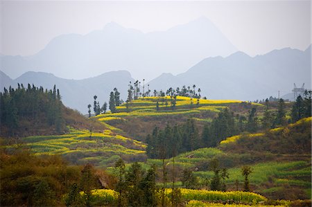 Misty view of field terraces, some with blooming oil seed rape plants, Luoping,Yunnan, China Stock Photo - Premium Royalty-Free, Code: 649-07803557