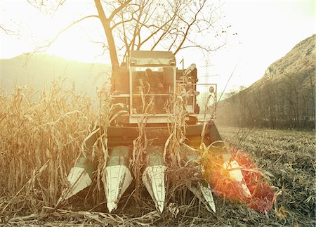simsearch:649-05556007,k - Farmer driving harvester in sunlit field, Premosello, Verbania, Piemonte, Italy Stock Photo - Premium Royalty-Free, Code: 649-07905321