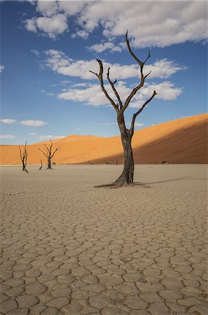simsearch:693-06667811,k - Dead trees on cracked clay pan, Deaddvlei, Sossusvlei National Park, Namibia Stock Photo - Premium Royalty-Free, Code: 649-07905419