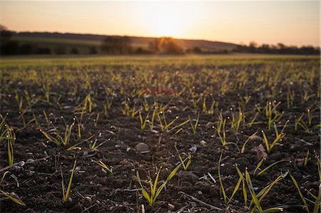 simsearch:649-06432787,k - New crops growing in fields, Northamptonshire, England Stock Photo - Premium Royalty-Free, Code: 649-07905434