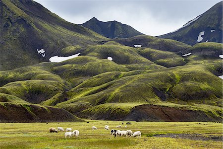 flock - Landmannalaugar, Highlands of Iceland Stock Photo - Premium Royalty-Free, Code: 649-08085917