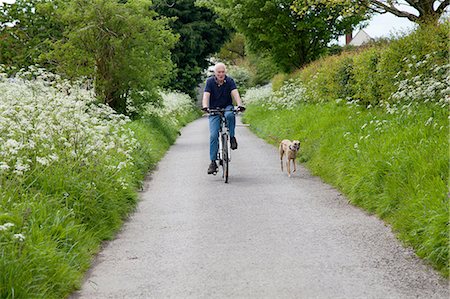 dogs riding bike - Senior man riding bike on country lane with dog Stock Photo - Premium Royalty-Free, Code: 649-08086709