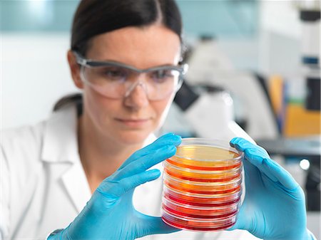 Scientist examining set of petri dishes in microbiology lab Stock Photo - Premium Royalty-Free, Code: 649-08125184