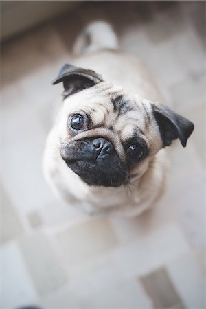 facing camera - Dog looking up at camera Stock Photo - Premium Royalty-Free, Code: 649-08125293