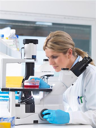 Scientist viewing stem cell cultures growing in growth medium under a inverted microscope in a laboratory Stock Photo - Premium Royalty-Free, Code: 649-08125730