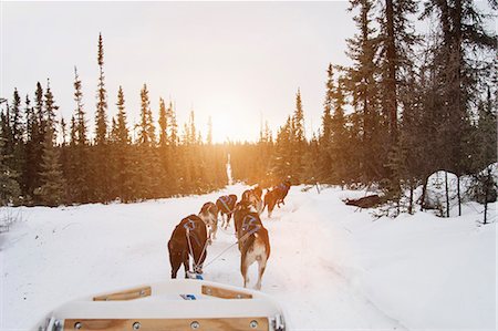 Huskies pulling sled through snow, Fairbanks, Alaska Photographie de stock - Premium Libres de Droits, Code: 649-08125811