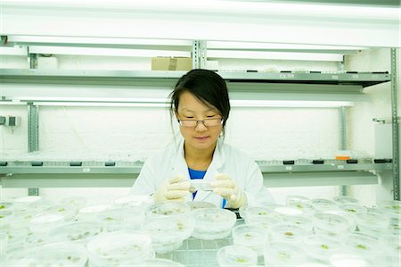 simsearch:649-08085222,k - Young female scientist looking at plant sample in petri dish Stock Photo - Premium Royalty-Free, Code: 649-08126069