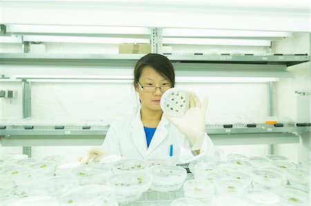 simsearch:649-08085222,k - Young female scientist looking at plant sample in petri dish in lab Stock Photo - Premium Royalty-Free, Code: 649-08126070