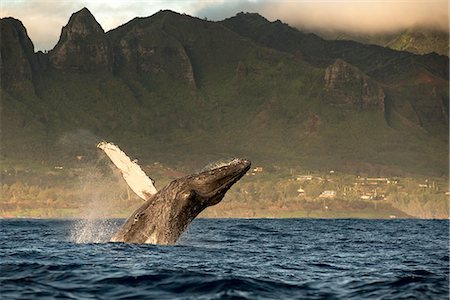 Humpback whale jumping out of water, Kauai island, Hawaii islands, USA Stock Photo - Premium Royalty-Free, Code: 649-08145263