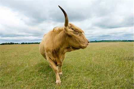 simsearch:649-07560533,k - Front view of Highland Cow (Bos Taurus) looking away Stock Photo - Premium Royalty-Free, Code: 649-08232630