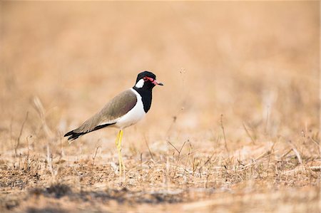 Red wattled lapwing (vanellus indicus) side view, looking away, Bagan, Myanmar Stock Photo - Premium Royalty-Free, Code: 649-08306967