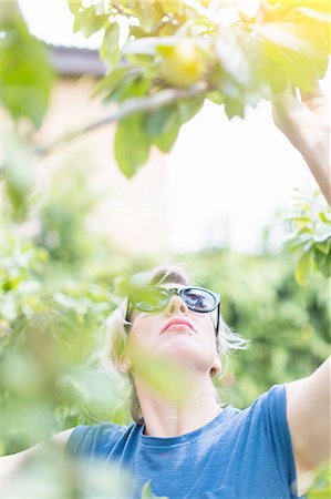 simsearch:649-07238535,k - Front view of mature woman reaching to pick plums in orchard Stock Photo - Premium Royalty-Free, Code: 649-08328858
