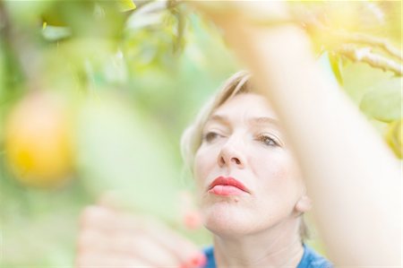 simsearch:649-07238535,k - Close up of mature woman reaching to pick plums in orchard Stock Photo - Premium Royalty-Free, Code: 649-08328864